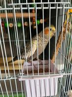 Calopsitte femelle, Dieren en Toebehoren, Vogels | Parkieten en Papegaaien, Vrouwelijk