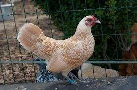 Sebright kippen, Dieren en Toebehoren, Pluimvee