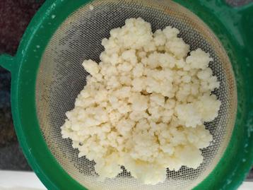 melk-kefir-korrels gratis af te halen in Leuven centrum beschikbaar voor biedingen
