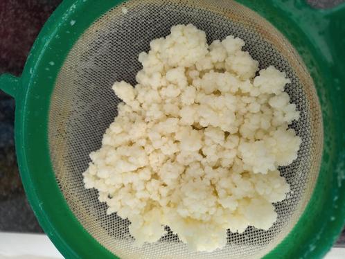 melk-kefir-korrels gratis af te halen in Leuven centrum, Diversen, Levensmiddelen, Ophalen