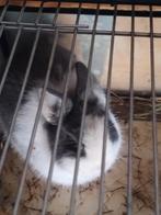 Konijn man met kooi te koop