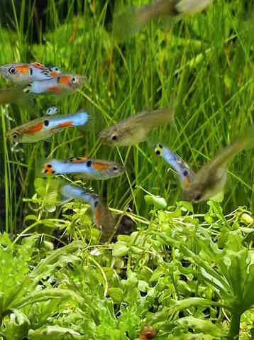 Endler Guppy Japan bleu