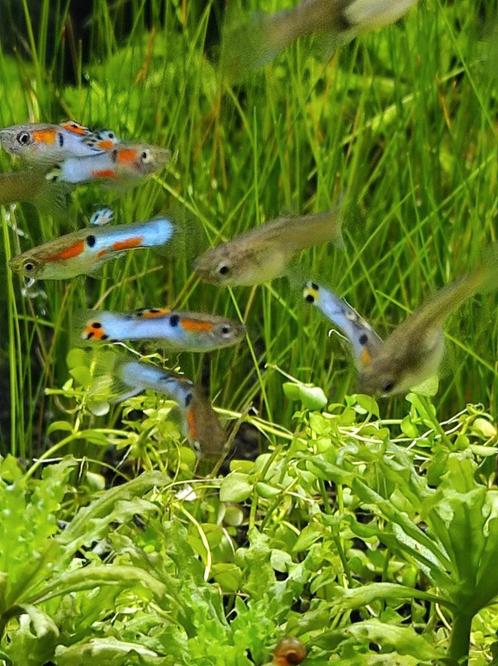 Endler guppy Japan blue, Dieren en Toebehoren, Vissen | Aquariumvissen