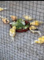 Lot kanaries, Dieren en Toebehoren, Meerdere dieren