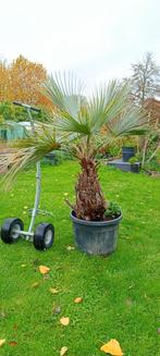 Brahea armata palmboom, Tuin en Terras, Ophalen of Verzenden, Palmboom