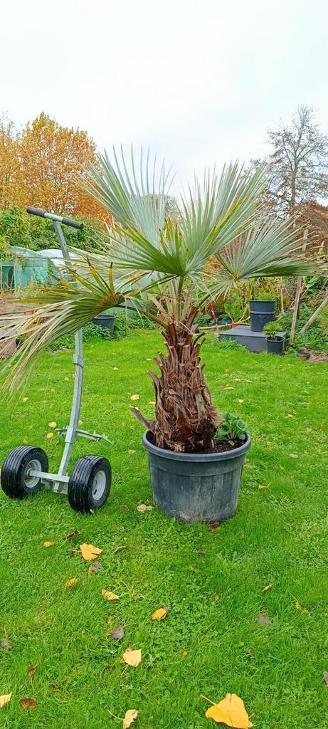 Palmier Brahea Armata, Jardin & Terrasse, Plantes | Arbres, Palmier, Enlèvement ou Envoi