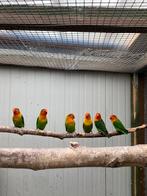 Fischeries 2024-2025, Dieren en Toebehoren, Vogels | Parkieten en Papegaaien, Meerdere dieren, Dwergpapegaai of Agapornis, Geringd