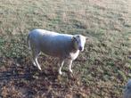 Zware jaarling rammen te koop voor de dek, Dieren en Toebehoren, Schapen, Geiten en Varkens, Mannelijk, Schaap, 0 tot 2 jaar