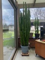 plante, Huis en Inrichting, Kamerplanten, Cactus, 150 tot 200 cm, Ophalen of Verzenden, Halfschaduw