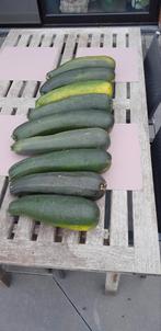 Verse courgette, Tuin en Terras, Planten | Fruitbomen, Ophalen, Minder dan 100 cm, Overige soorten, Volle zon