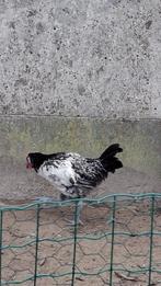 Haan, Mannelijk, Kip