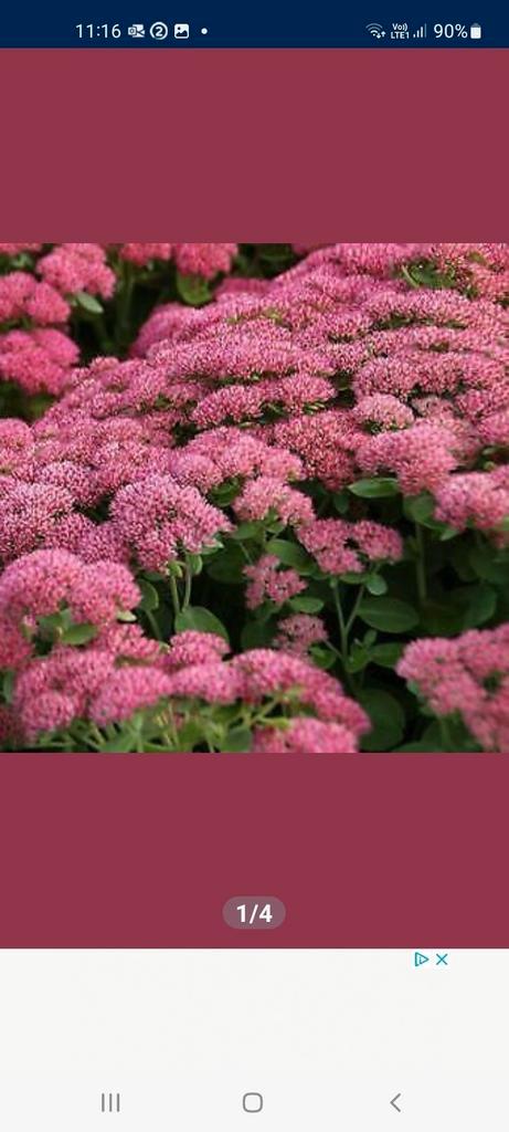 Sedum herbstfreude blote wortel, Tuin en Terras, Planten | Tuinplanten, Ophalen of Verzenden