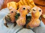 Baby roeskop Caique’s super tan, Dieren en Toebehoren, Vogels | Parkieten en Papegaaien, Geringd