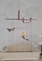 Kanarie (mannetje) met kooi en toebehoren en voeding, Dieren en Toebehoren, Ophalen