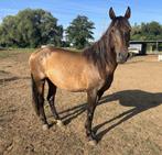 PRE-merrie 2019 – recreatie & NH, Minder dan 160 cm, Zadelmak, 3 tot 6 jaar, Recreatiepaard