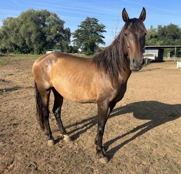 PRE-merrie 2019 – recreatie & NH beschikbaar voor biedingen