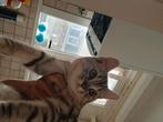 Kat. Zie beschrijving, Dieren en Toebehoren, Katten en Kittens | Raskatten | Korthaar, Kater, 0 tot 2 jaar