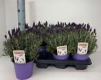 Lavendel stoechas pot 14, Tuin en Terras, Ophalen