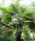 Winterharde palmboom Trachycarpus fortunei., Halfschaduw, Ophalen of Verzenden, Lente, Minder dan 100 cm