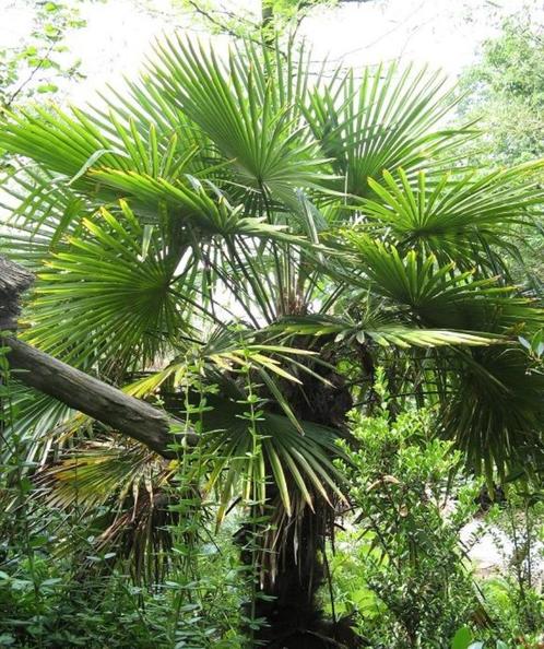 Winterharde palmboom Trachycarpus fortunei., Tuin en Terras, Planten | Bomen, Palmboom, Minder dan 100 cm, Halfschaduw, Lente