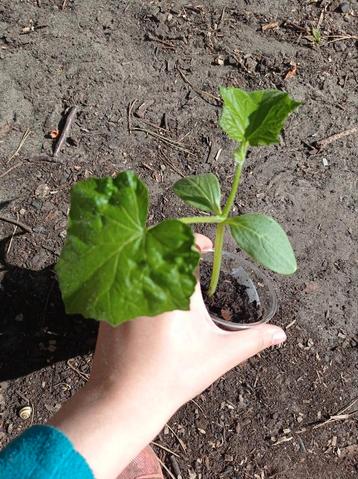 Snack Komkommer Planten beschikbaar voor biedingen