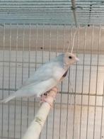 Diamantbeurs van Goulds, Dieren en Toebehoren, Vogels | Parkieten en Papegaaien, Mannelijk