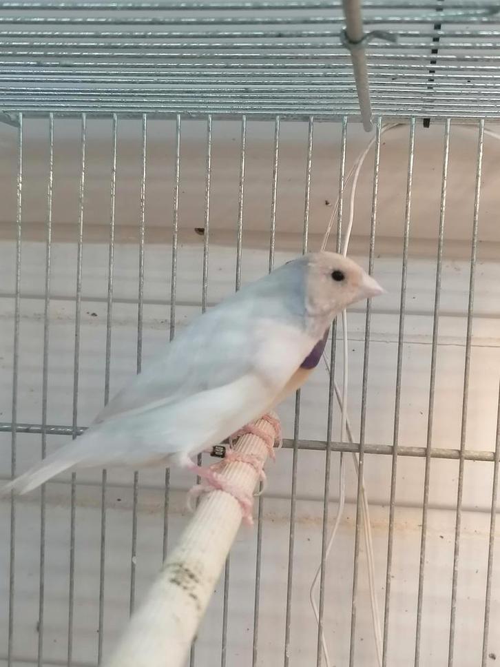 Diamantbeurs van Goulds, Dieren en Toebehoren, Vogels | Parkieten en Papegaaien, Mannelijk