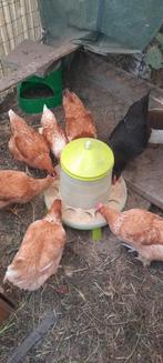 Kippen, Dieren en Toebehoren