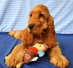 Super leuke Engelse Cocker pups !, Dieren en Toebehoren, 15 weken tot 1 jaar, Reu, Buitenland, CDV (hondenziekte)