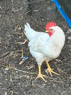 Witte leghorn haan, Dieren en Toebehoren, Pluimvee