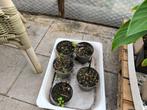 Colocasia Black Magic, Ophalen of Verzenden