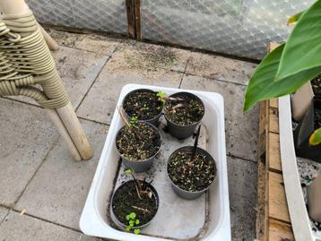 Colocasia Black Magic beschikbaar voor biedingen