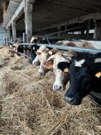 Rundveestal met 6 boxen beschikbaar vanaf januari, Dieren en Toebehoren, Stalling en Weidegang, Stalling