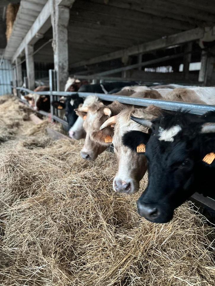 Rundveestal met 6 boxen beschikbaar vanaf januari, Dieren en Toebehoren, Stalling en Weidegang, Stalling