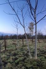 Walnoot / notelaar / okkernoot (Zelf uithalen 10 euro/stuk), Ophalen, Overige soorten, 250 tot 400 cm