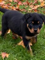 Rottweiler pups, Dieren en Toebehoren, Honden | Bulldogs, Pinschers en Molossers, België, CDV (hondenziekte), 8 tot 15 weken, Meerdere