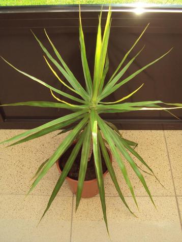 Dracaena of drakenbloedboom