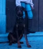 Dobermann puppy, België, Fokker | Hobbymatig, 15 weken tot 1 jaar, CDV (hondenziekte)