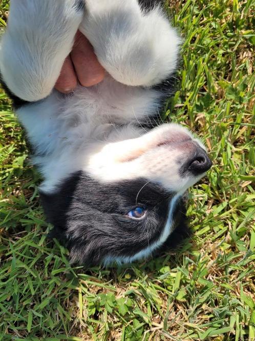 Border Collie pups geboren en opgroeiend in huis met poezen, Dieren en Toebehoren, Honden | Herdershonden en Veedrijvers, Reu