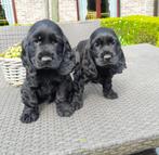 engelse cocker pups, Dieren en Toebehoren, CDV (hondenziekte), Meerdere, 8 tot 15 weken, Meerdere dieren