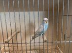 Grasparkieten, Dieren en Toebehoren, Vogels | Parkieten en Papegaaien
