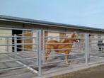 boxe/pension chevaux et poneys, 4 paarden of pony's of meer