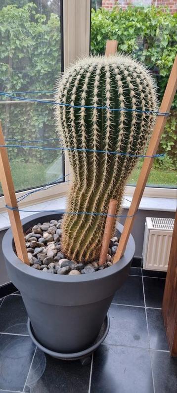 EchinoCactus  beschikbaar voor biedingen