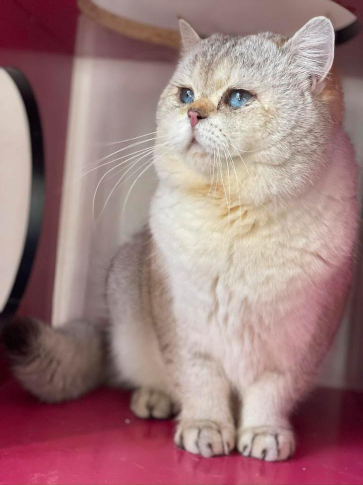 Britse korthaar met stamboom voor fok, Dieren en Toebehoren, Katten en Kittens | Raskatten | Korthaar, Meerdere dieren, 3 tot 5 jaar