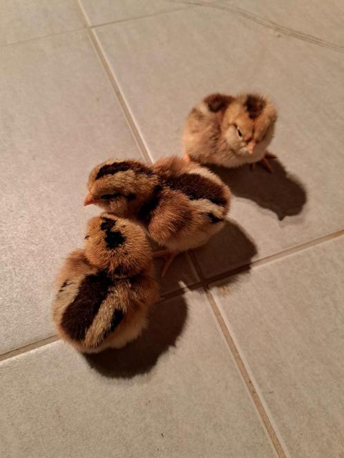 Auracana bolstaart tarwekleur kuikentjes met toefjes., Dieren en Toebehoren, Pluimvee