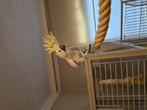 Grote geelkuif kaketoe te koop/ruilen!!, Dieren en Toebehoren, Vogels | Parkieten en Papegaaien, Papegaai
