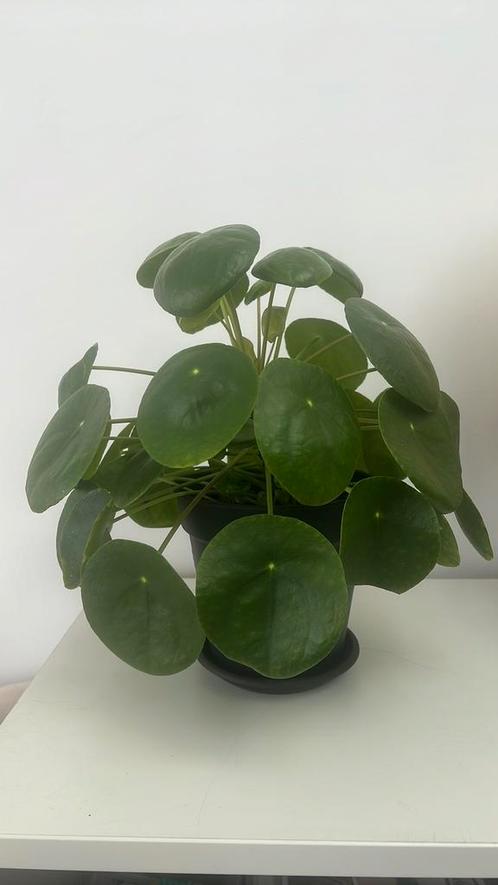 Pilea peperomioides Diels, Huis en Inrichting, Kamerplanten, Ophalen