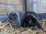 2 broertjes Nederlandse hangoor, Dieren en Toebehoren, Konijnen, Meerdere dieren, Dwerg, Hangoor, 0 tot 2 jaar