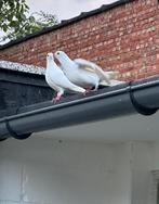 Witte duiven mooie duiven, Dieren en Toebehoren, Vogels | Duiven