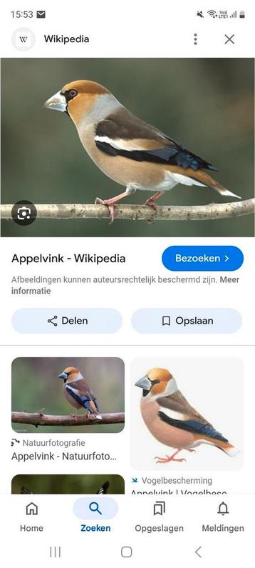 Appelvink  beschikbaar voor biedingen
